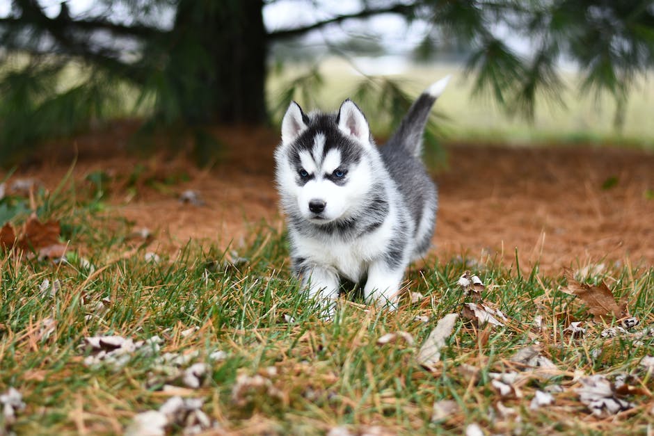 Magen-Darm-Erkrankungen beim Hund: Symptome und Behandlung