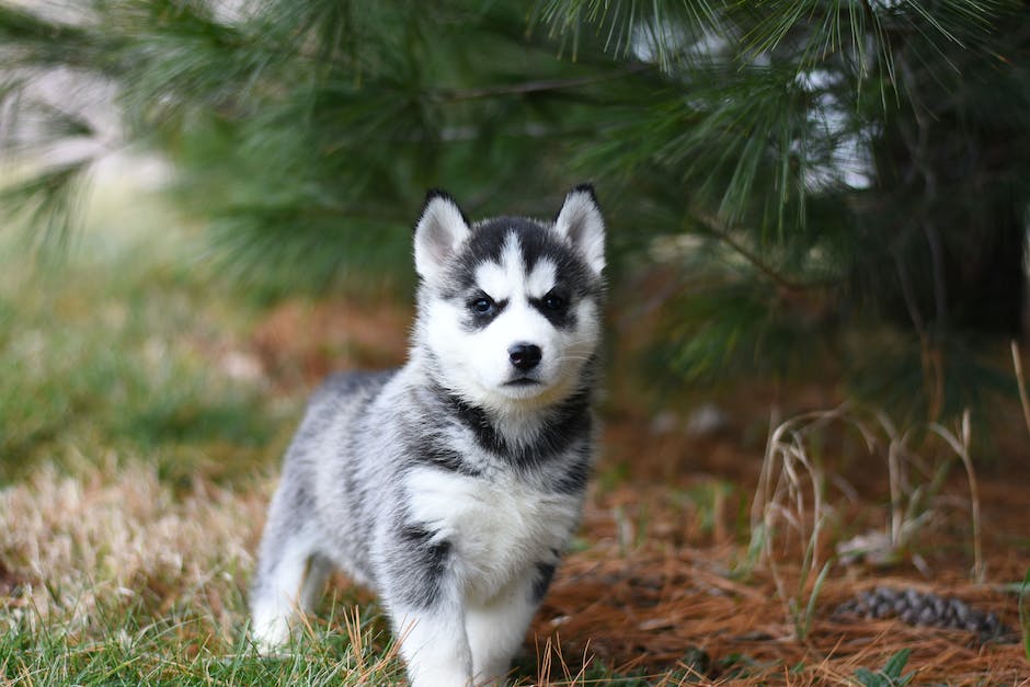 Länge eines Magen-Darm-Infekts bei Hunden