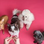 Magen-Darm-Infekt beim Hund: Dauer und Behandlung