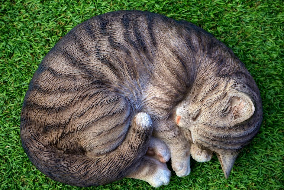 Magen-Darm-Infektion bei Katzen - wie lange dauert es?